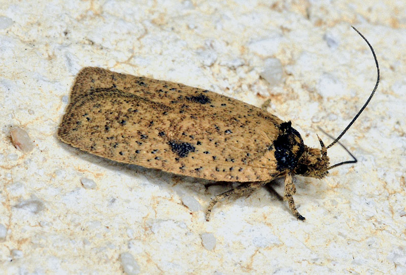 Elachistidae. Agonopterix subpropinquella